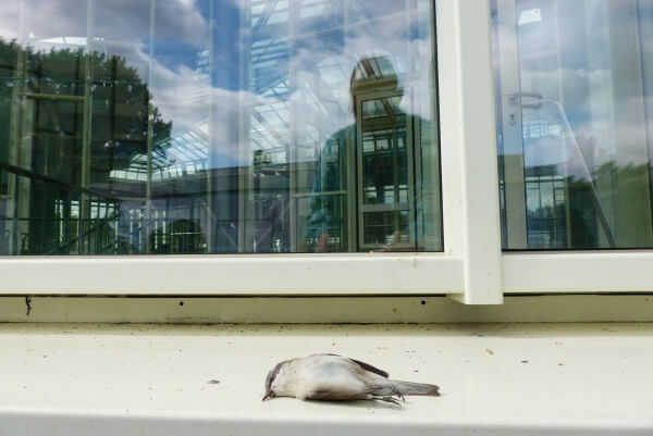 Toter Vogel auf Fensterbank