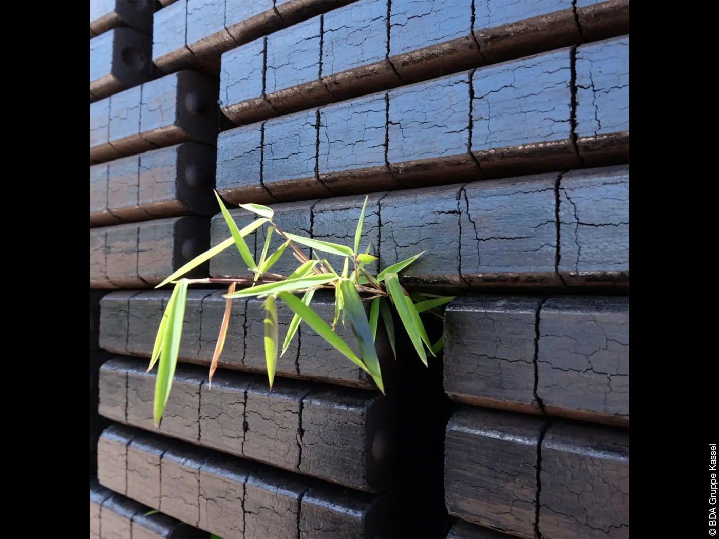 Pflanze wächst aus der Wand