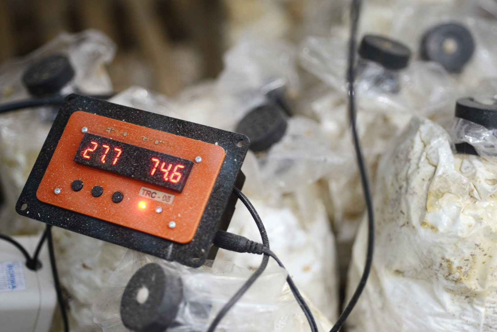Wachsendes Pilzmyzel in Plastiktüten und Thermometer