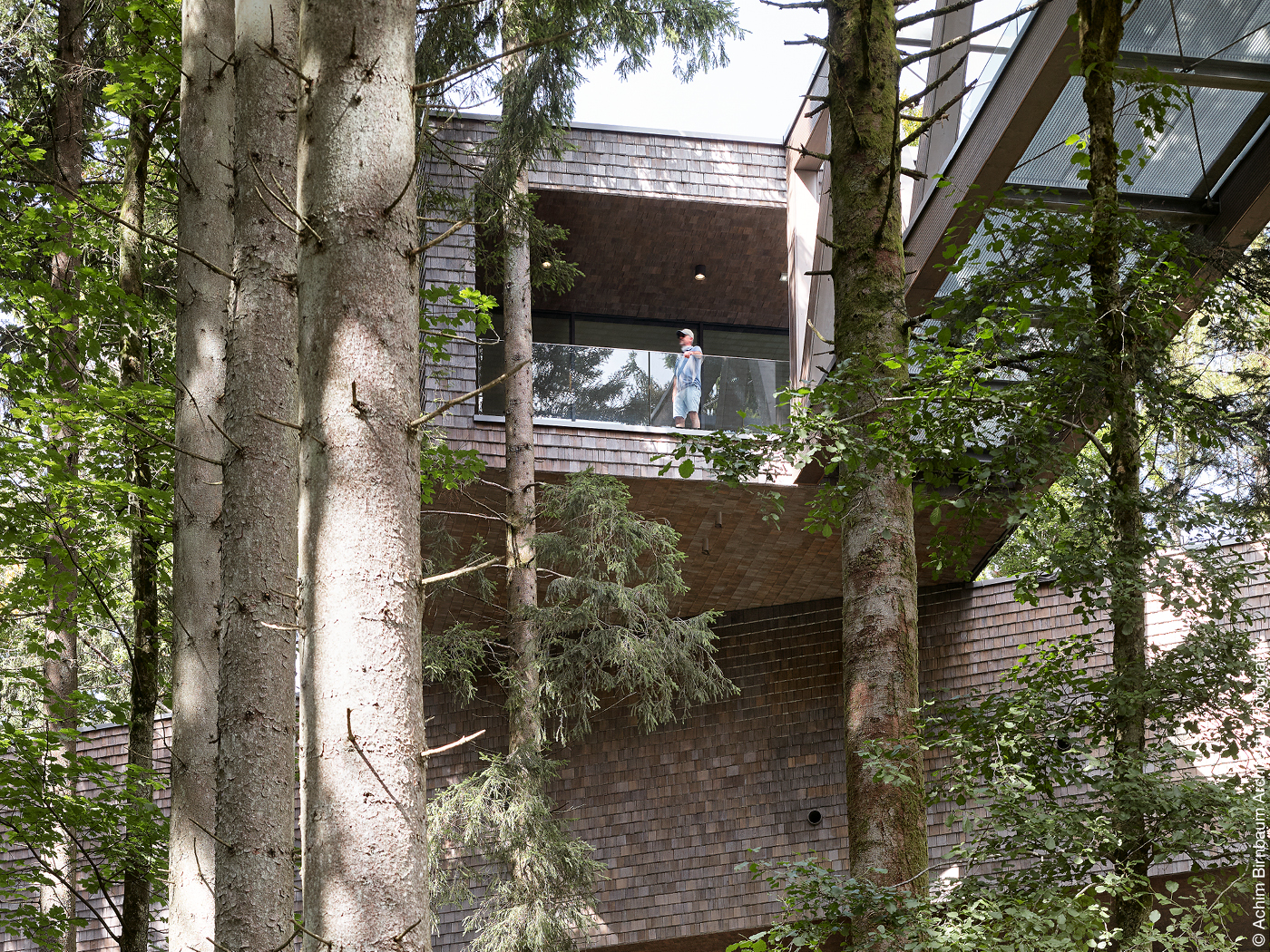 Skywalk zwischen Baumwipfeln