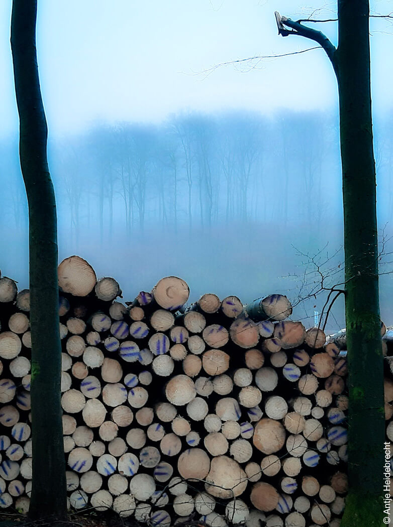 Foto von abgeholzten Baustämmen