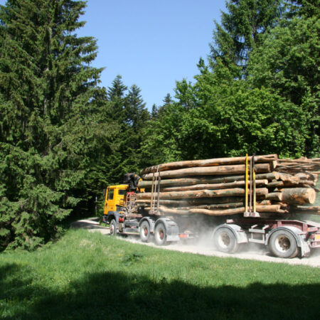 LKW mit Baumstämmen im Wald